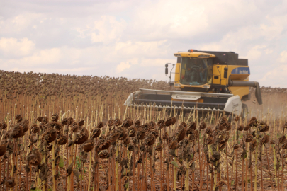 Anıza Ekim Yöntemi, Verim Artışıyla Ayçiçeği Üreticisini Sevindirdi