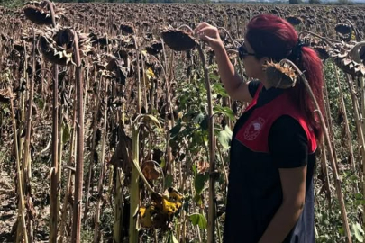 Pehlivanköy’de Ayçiçeği Ekiliş Alanlarında Kontrol ve İnceleme Çalışmaları