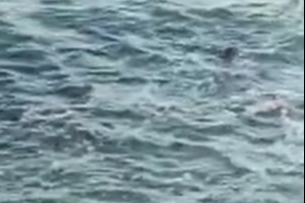 Temiz Sularda Yaşayan Su Samuru Marmara'da Tekrar Ortaya Çıktı