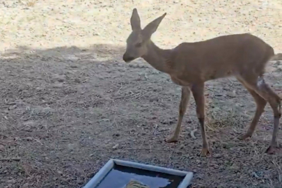 Çanakkale’deki Yangında Yaralanan Karaca Doğal Alanına Salındı