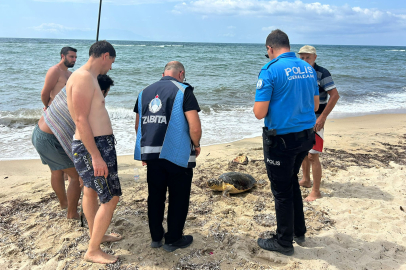 Edirne'de Yaralı Bulunan Caretta Caretta Tedaviye Alındı
