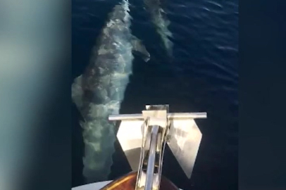 Tekirdağ'da Yunusların Tekneye Eşlik Etmesi Cep Telefonu Kamerasına Yansıdı