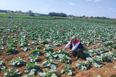 Babaeski’de Lahana Tarlalarında Kontroller Yapıldı