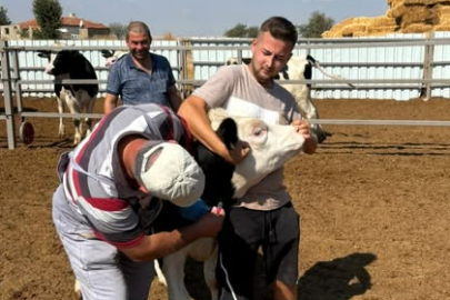 Babaeski’de Hayvancılık İşletmelerinde Serosurvey Çalışmaları Başladı