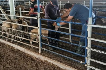 Lüleburgaz’da Küçükbaş Hayvanlarda Aşılama ve Kontrol Çalışmaları Sürüyor