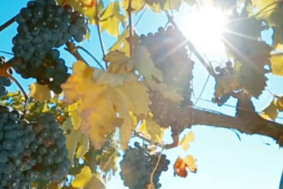 Kırklareli'nde Bağ Bozumu Şenlikleri 12-14 Eylül'de Yapılacak