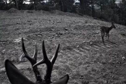 Tekirdağ'da Fotokapanlara Yansıyan Karacalar Görüntülendi