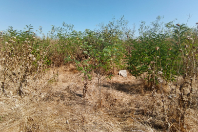 Edirne’deki Katolik Mezarlığı Yok Olmak Üzere