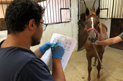 Kırklareli’nde Safkan Atların Tescil ve Soy Kütüğü İşlemleri Sürüyor