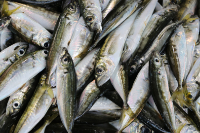 Tekirdağ'da Tezgahların Gözdesi İstavrit