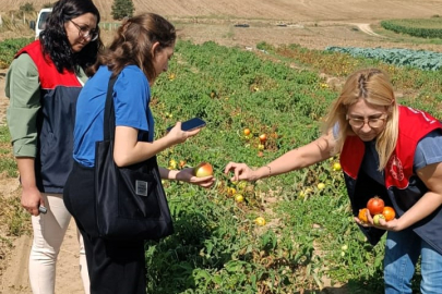 Deveçatağı’nda Domates Bahçelerinde Kontrol Yapıldı