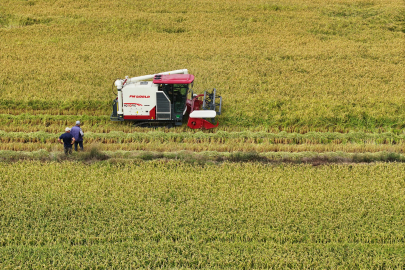 Edirne'de Çeltik Hasadı Başladı