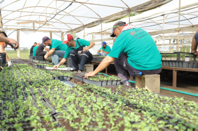 Edirne’de Renkli Menekşe Çalışması Başladı