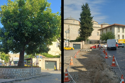 Edirne’deki O Ceviz Ağacı Artık Yok