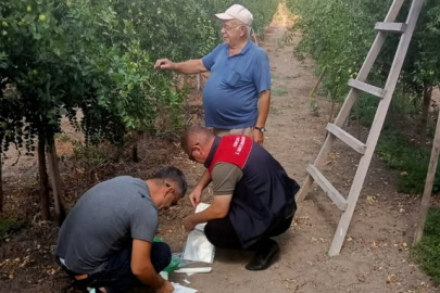 Lüleburgaz’da Meyve Sineklerine Karşı Feromon Tuzakları Kuruldu