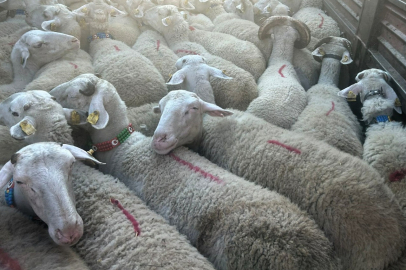 Trakya’da Kaçak Hayvan Taşımacılığına Geçit Yok