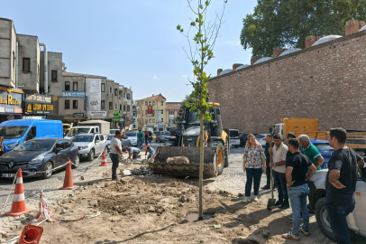Kaldırılması Tepki Çekmişti: O Ağacın Yerine Yenisi Dikildi