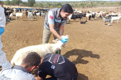 Yündalan Köyü’ndeki Hayvancılık İşletmesinde Hastalık Şüphesi