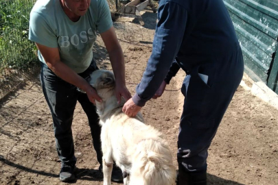 Hayvanlara Çip Takma ve Aşılama Çalışmaları Devam Ediyor