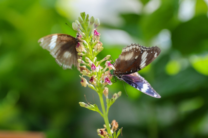Tropikal Kelebek Bahçesi Ziyaretçilerin Gözdesi Olmaya Devam Ediyor