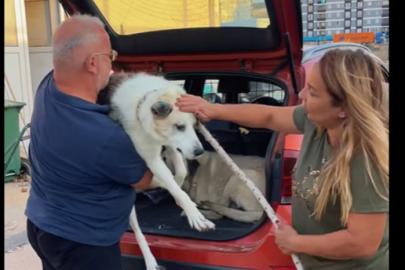 Çerkezköy’de Minik Dostlar Yeni Yuvalarına Kavuştu