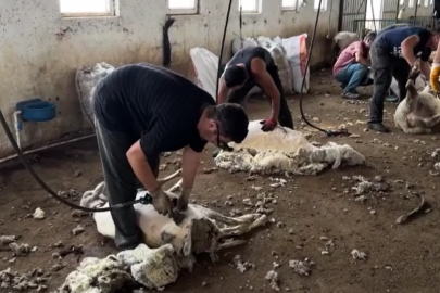 Gezgin Kırkımcılar Trakya'da Yoğun Mesaide
