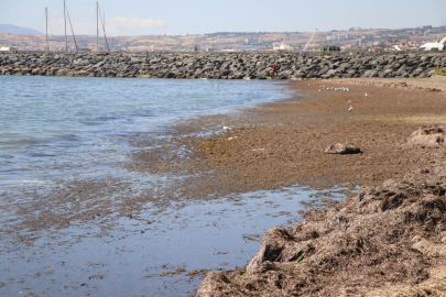 Tekirdağ'da Poyraz Nedeniyle Sahilin Bir Kısmı Kırmızı Yosunla Kaplandı