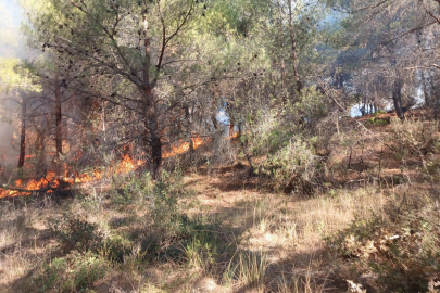 Çanakkale'de Ormanlık Alanda Çıkan Yangın Kontrol Altına Alındı