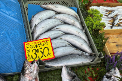 Dört Kişilik Palamut Sofrasının Faturası Bin 400 TL