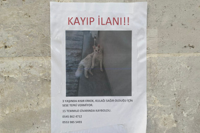 Edirne’de Kayıp Kedi “Dalin” Bulundu