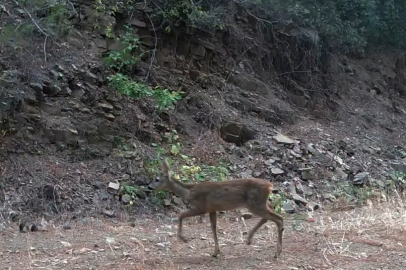 Ganos Dağları'nda Çakalın Karacanın Peşinden Gitmesi Kamerada