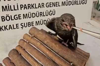 Yaralı Kuşlar Doğa Koruma ve Milli Parklar Ekipleri Sayesinde Hayata Tutundu