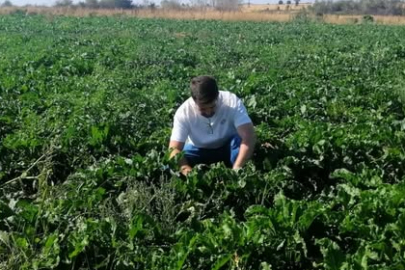 Kırklareli’nde Şeker Pancarı Ekim Alanlarında Kontroller Yapıldı