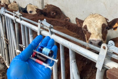 Tekirdağ’da İthal Besilik Danalara Karantina Süreci