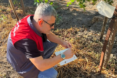 Lüleburgaz’da Akdeniz Meyve Sineği Tuzağı Kontrolleri Sürüyor