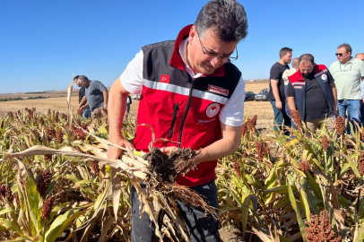 Sorgumla Kuraklığa Karşı Tekirdağ Çiftçisinin Umudu