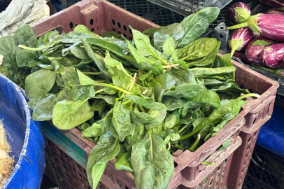 Sezonun İlk Ispanağı Tezgâhta