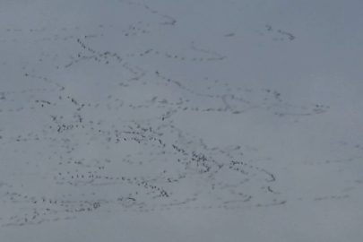Tekirdağ'da Gökyüzünde Leylek Şöleni