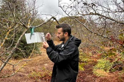 Kırklareli’nde Kahverengi Kokarca ile Mücadele Çalışmaları Sürüyor