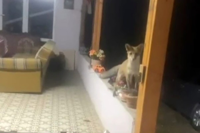 Saray'da Tilki İle Sohbet Görenleri Güldürdü