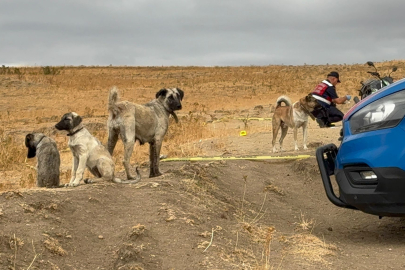 Cinayet, Hayvanlar Yüzünden İşlenmiş