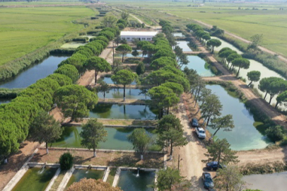 Edirne'deki Üretim Tesisinde Bu Yıl 10.5 Milyon Sazan Balığı Yavrusu Üretildi