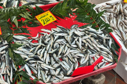 Edirne’deki Tezgâhta En Uygun Sardalya