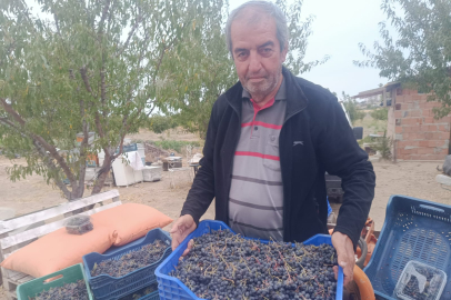 Enez'den Yurdun Her Yerine Kargoyla Aronya Gönderiliyor