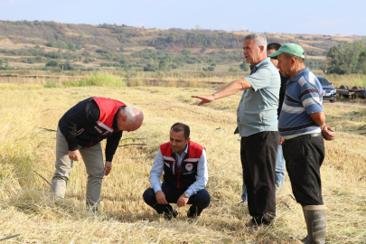 Edirne’de Çeltik Hasadı İncelemesi