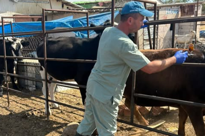 Kırklareli’nde Şap Aşılama Çalışmaları Devam Ediyor