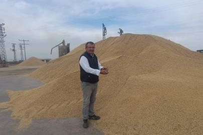 İpsala'da Çeltik Üreticileri Yerli Tohumla Yüksek Verim Elde Etti