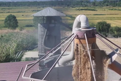 Edirne'de Çeltik Üreticisi Hem Hasat Hem Kurutma Mesaisi Yapıyor