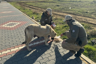 Edirne'de HAYDİ Ekipleri Sahipsiz Hayvanları Besledi