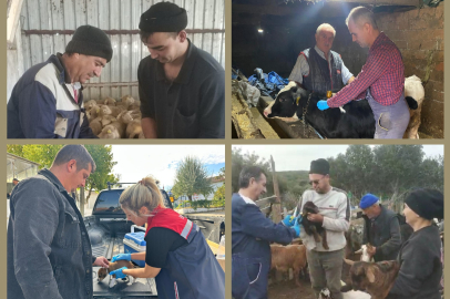 Keşan ve Uzunköprü’de Hayvan Aşılama ve Küpeleme Çalışmaları Devam Ediyor
